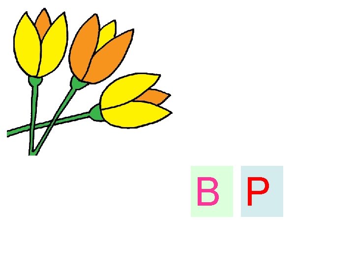 B P 
