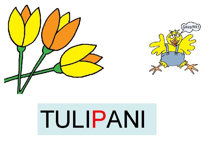 TULIPANI 