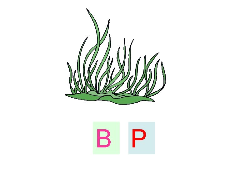 B P 