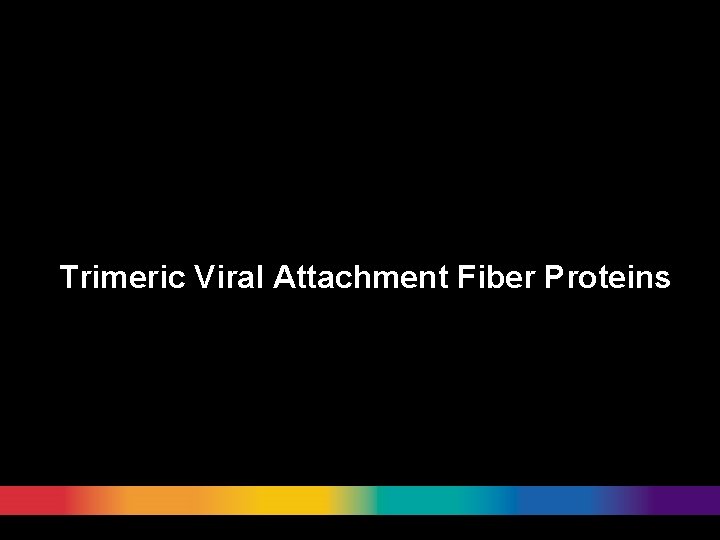 Trimeric Viral Attachment Fiber Proteins 