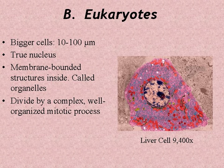 B. Eukaryotes • Bigger cells: 10 -100 µm • True nucleus • Membrane-bounded structures
