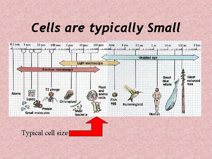 Cells are typically Small Typical cell size 