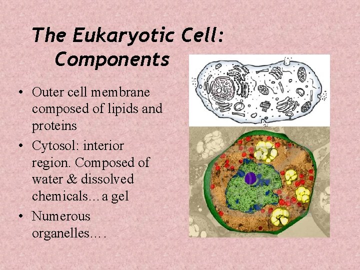 The Eukaryotic Cell: Components • Outer cell membrane composed of lipids and proteins •