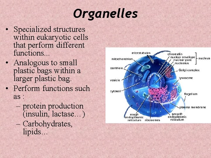 Organelles • Specialized structures within eukaryotic cells that perform different functions. . . •