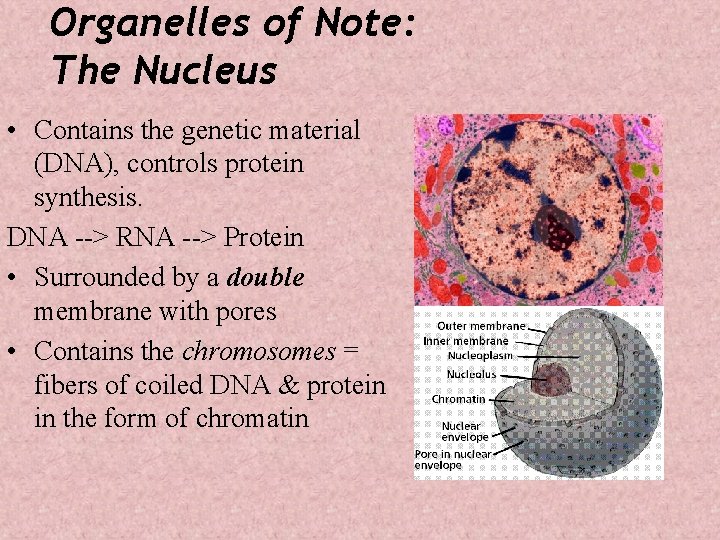 Organelles of Note: The Nucleus • Contains the genetic material (DNA), controls protein synthesis.