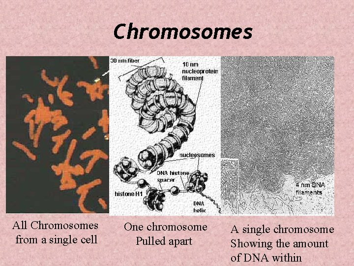Chromosomes All Chromosomes from a single cell One chromosome Pulled apart A single chromosome