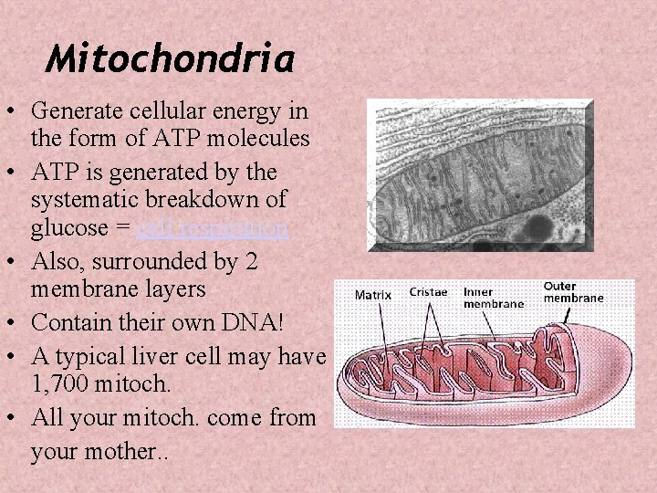 Mitochondria • Generate cellular energy in the form of ATP molecules • ATP is