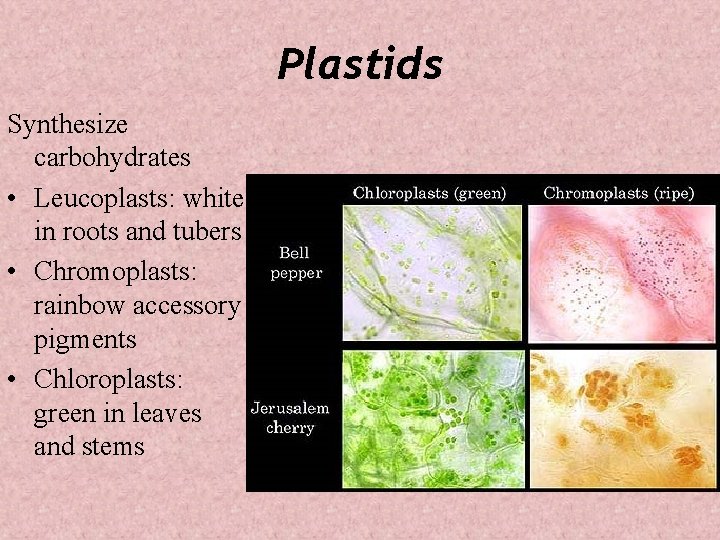 Plastids Synthesize carbohydrates • Leucoplasts: white in roots and tubers • Chromoplasts: rainbow accessory