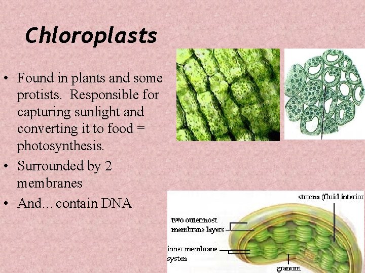 Chloroplasts • Found in plants and some protists. Responsible for capturing sunlight and converting