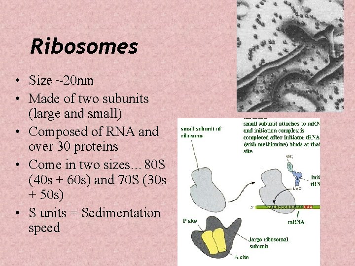 Ribosomes • Size ~20 nm • Made of two subunits (large and small) •
