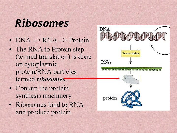 Ribosomes • DNA --> RNA --> Protein • The RNA to Protein step (termed