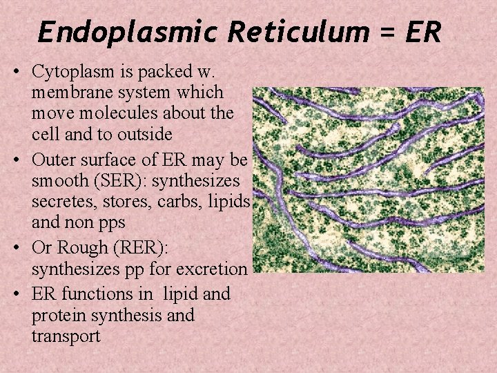 Endoplasmic Reticulum = ER • Cytoplasm is packed w. membrane system which move molecules