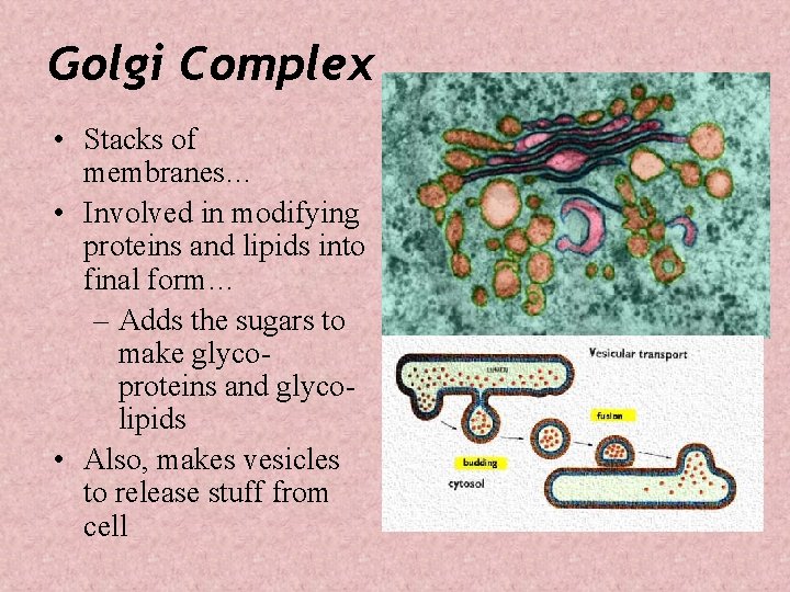 Golgi Complex • Stacks of membranes… • Involved in modifying proteins and lipids into