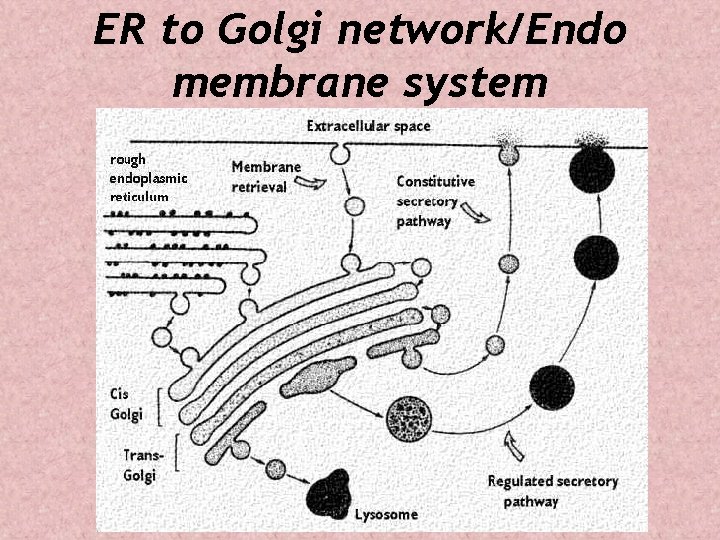 ER to Golgi network/Endo membrane system 