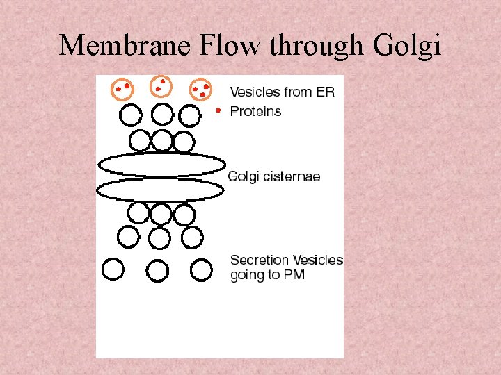 Membrane Flow through Golgi 