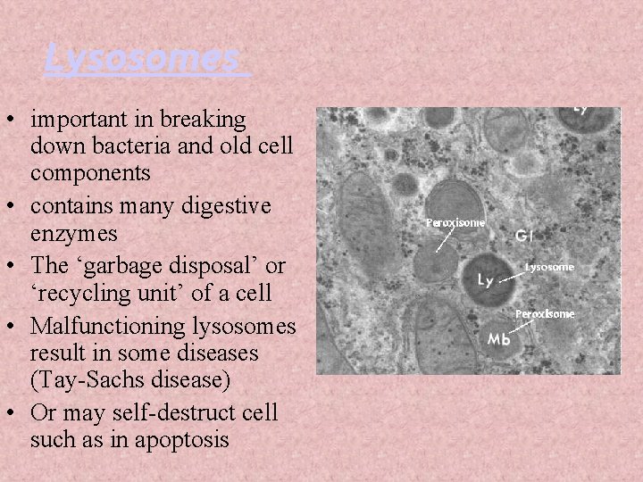 Lysosomes • important in breaking down bacteria and old cell components • contains many