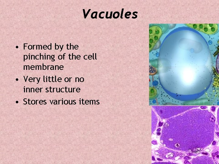 Vacuoles • Formed by the pinching of the cell membrane • Very little or