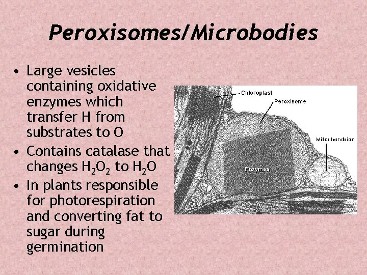 Peroxisomes/Microbodies • Large vesicles containing oxidative enzymes which transfer H from substrates to O