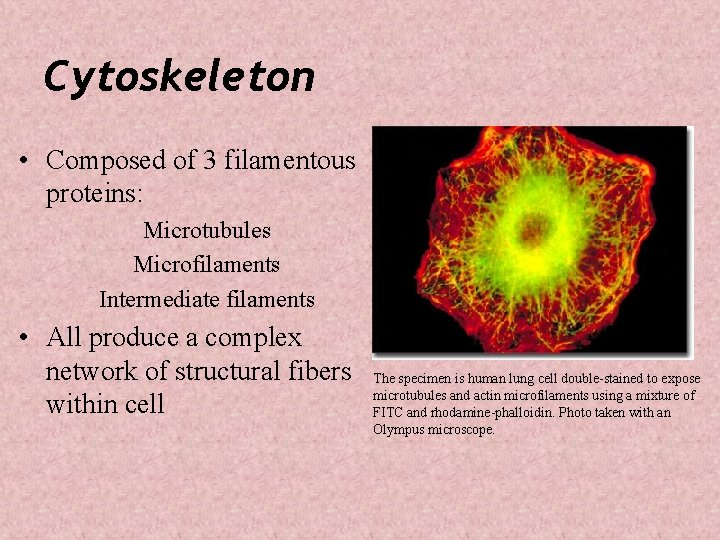 Cytoskeleton • Composed of 3 filamentous proteins: Microtubules Microfilaments Intermediate filaments • All produce