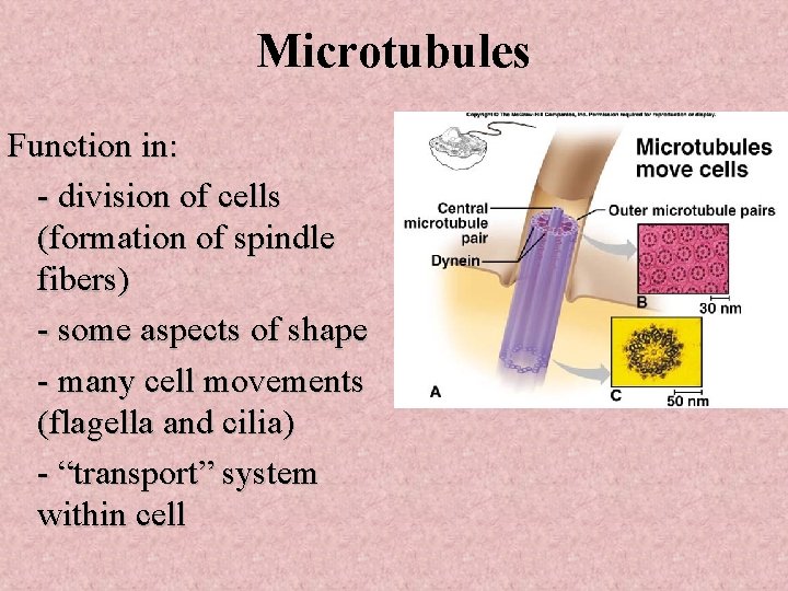 Microtubules Function in: - division of cells (formation of spindle fibers) - some aspects