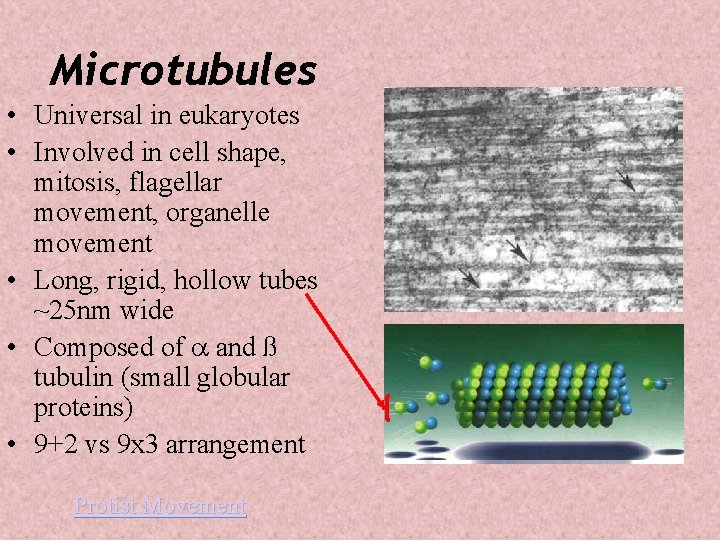Microtubules • Universal in eukaryotes • Involved in cell shape, mitosis, flagellar movement, organelle