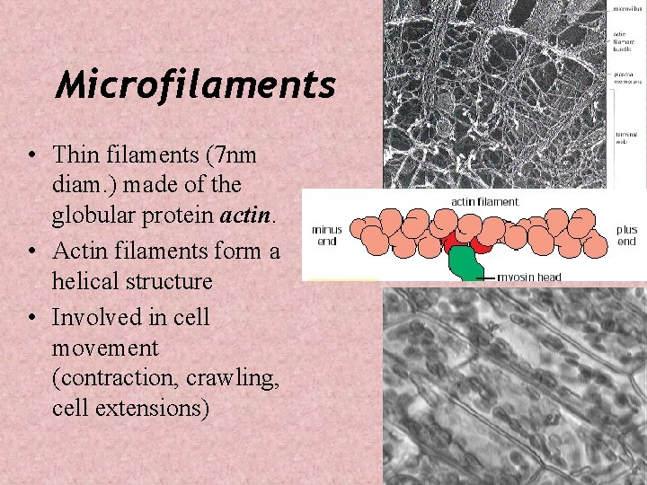 Microfilaments • Thin filaments (7 nm diam. ) made of the globular protein actin.