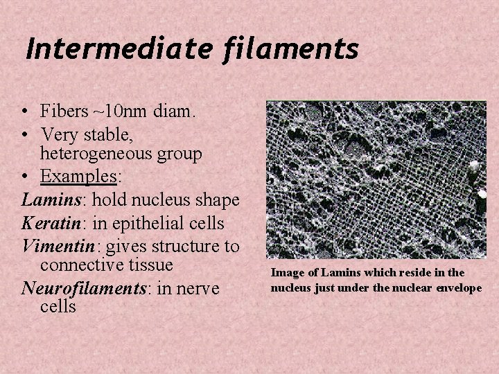 Intermediate filaments • Fibers ~10 nm diam. • Very stable, heterogeneous group • Examples: