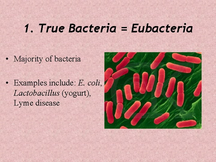 1. True Bacteria = Eubacteria • Majority of bacteria • Examples include: E. coli,