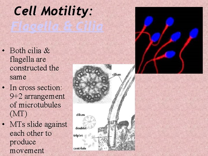 Cell Motility: Flagella & Cilia • Both cilia & flagella are constructed the same