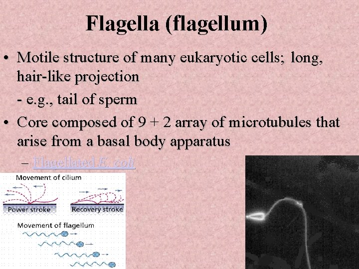 Flagella (flagellum) • Motile structure of many eukaryotic cells; long, hair-like projection - e.