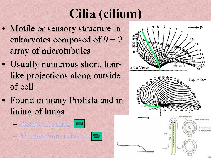 Cilia (cilium) • Motile or sensory structure in eukaryotes composed of 9 + 2