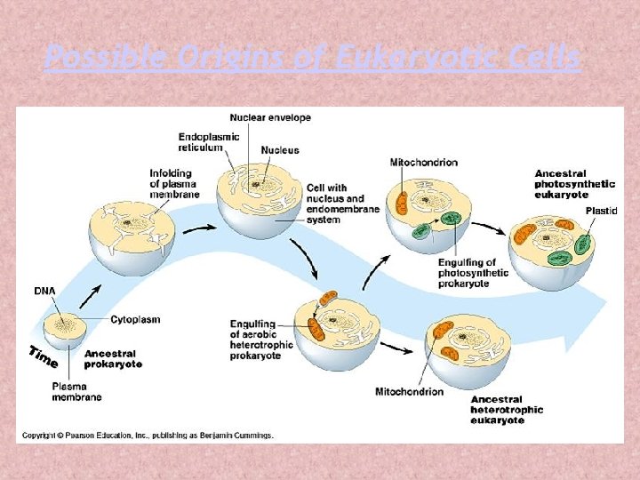 Possible Origins of Eukaryotic Cells 