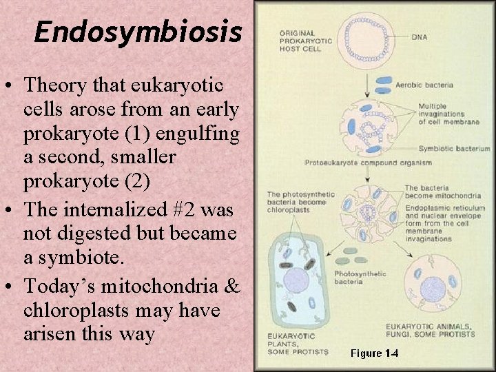 Endosymbiosis • Theory that eukaryotic cells arose from an early prokaryote (1) engulfing a
