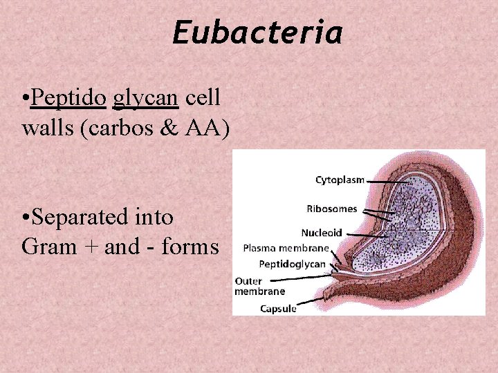 Eubacteria • Peptido glycan cell walls (carbos & AA) • Separated into Gram +