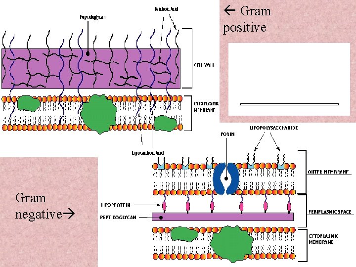  Gram positive Gram negative 