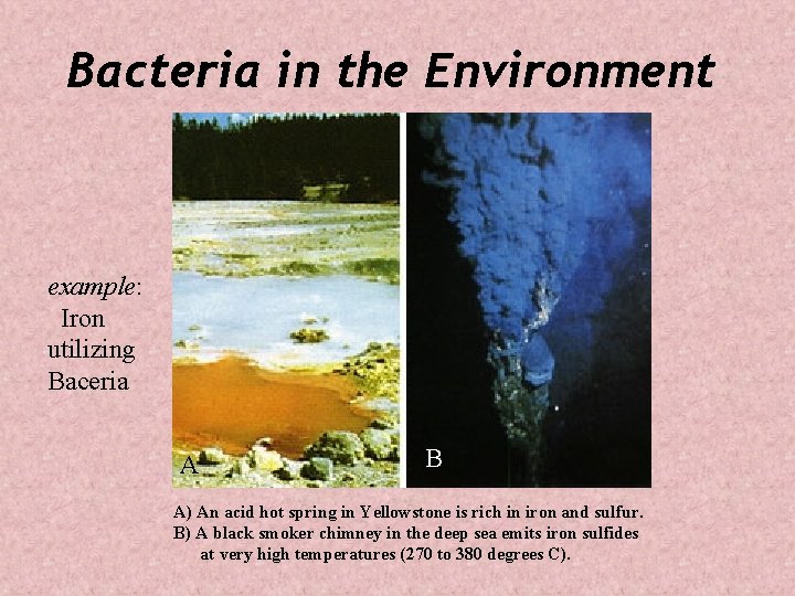Bacteria in the Environment example: Iron utilizing Baceria A B A) An acid hot