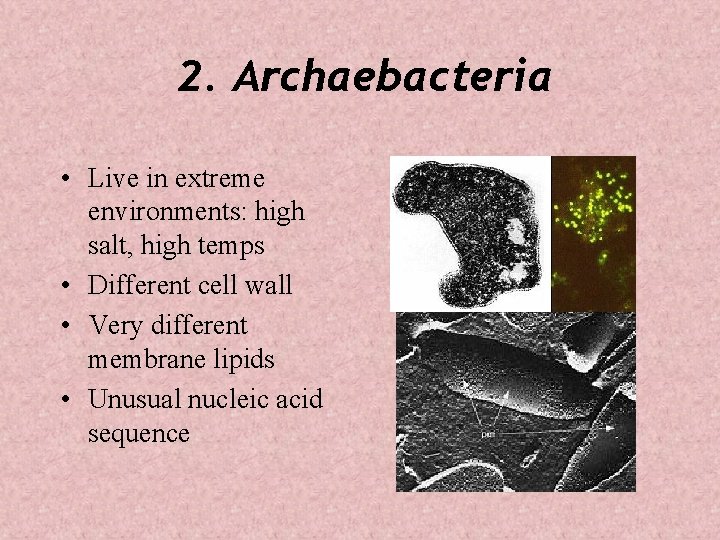 2. Archaebacteria • Live in extreme environments: high salt, high temps • Different cell