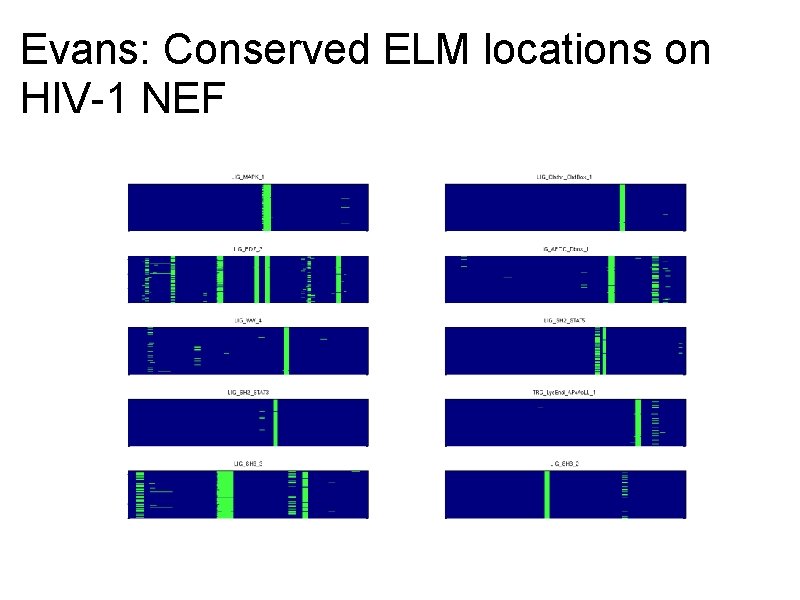 Evans: Conserved ELM locations on HIV-1 NEF 