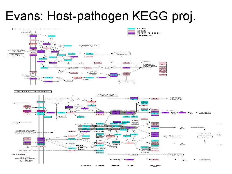 Evans: Host-pathogen KEGG proj. 