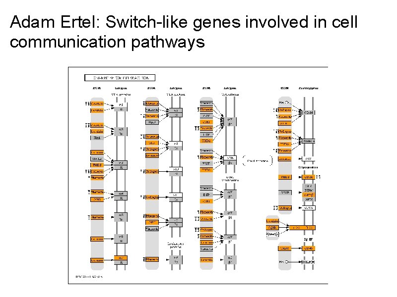 Adam Ertel: Switch-like genes involved in cell communication pathways 