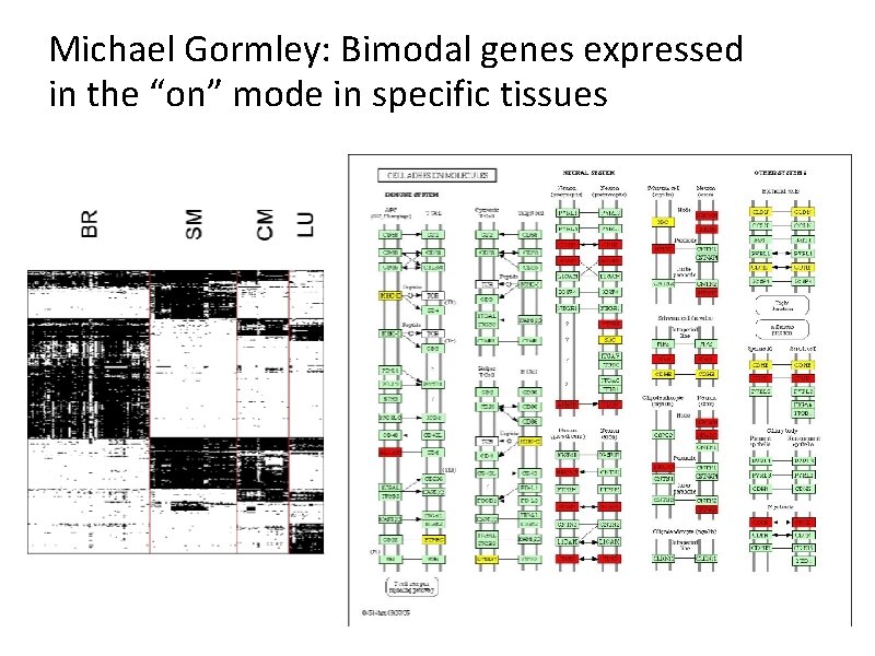 Michael Gormley: Bimodal genes expressed in the “on” mode in specific tissues 