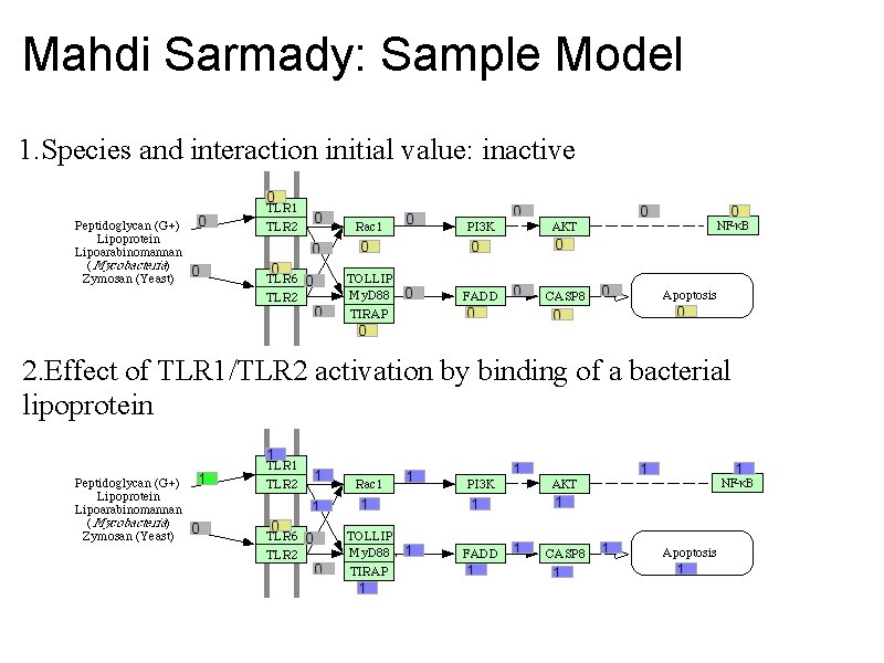 Mahdi Sarmady: Sample Model 1. Species and interaction initial value: inactive 2. Effect of