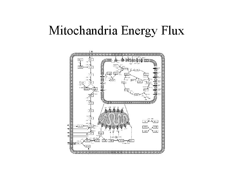 Mitochandria Energy Flux 