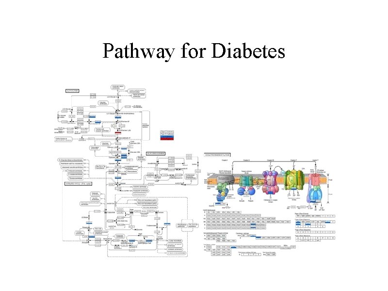 Pathway for Diabetes 