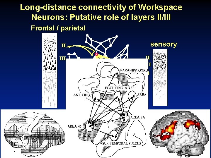 Long-distance connectivity of Workspace Neurons: Putative role of layers II/III Frontal / parietal II
