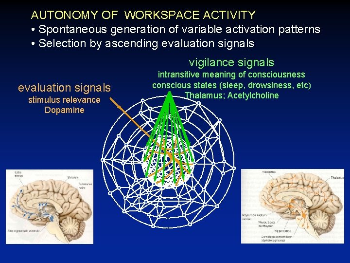 AUTONOMY OF WORKSPACE ACTIVITY • Spontaneous generation of variable activation patterns • Selection by