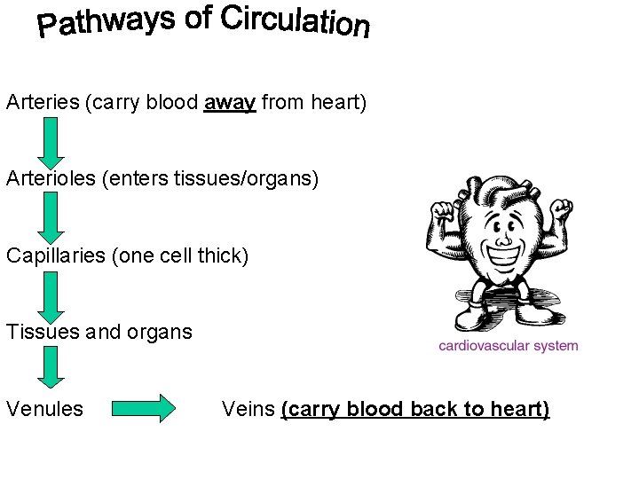 Arteries (carry blood away from heart) Arterioles (enters tissues/organs) Capillaries (one cell thick) Tissues