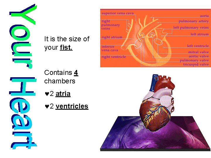 It is the size of your fist. Contains 4 chambers © 2 atria ©