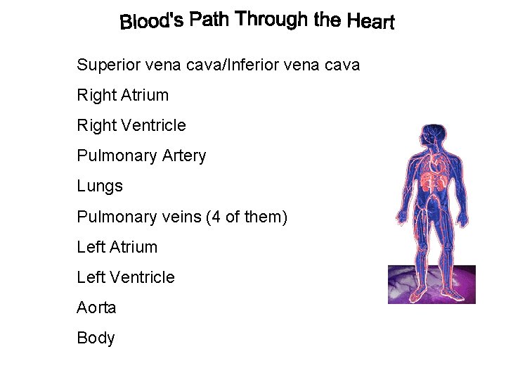 Superior vena cava/Inferior vena cava Right Atrium Right Ventricle Pulmonary Artery Lungs Pulmonary veins