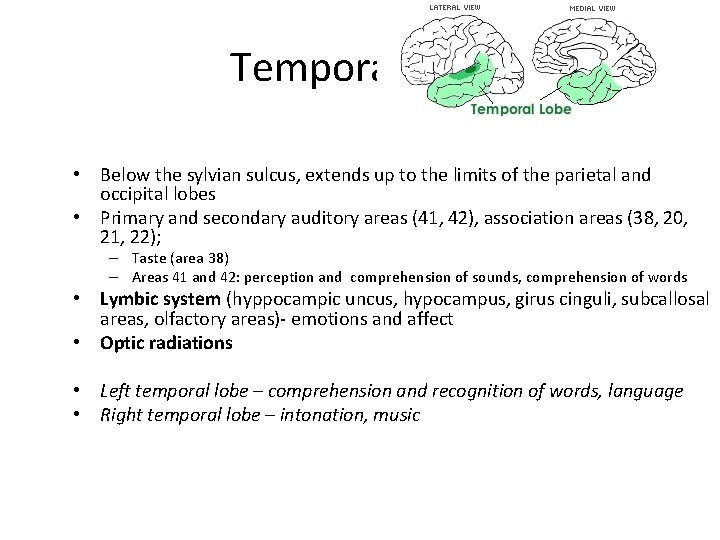 Temporal lobe • Below the sylvian sulcus, extends up to the limits of the